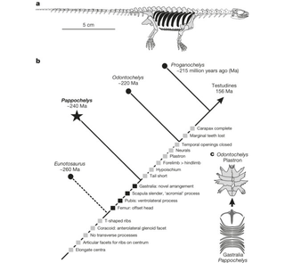 Illustration for article titled This “Transitional Turtle” is the Stuff of Creationist Nightmares